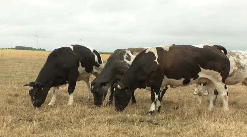 Surmortalité bovine due à la chaleur : indemnisation possible pour éleveurs
