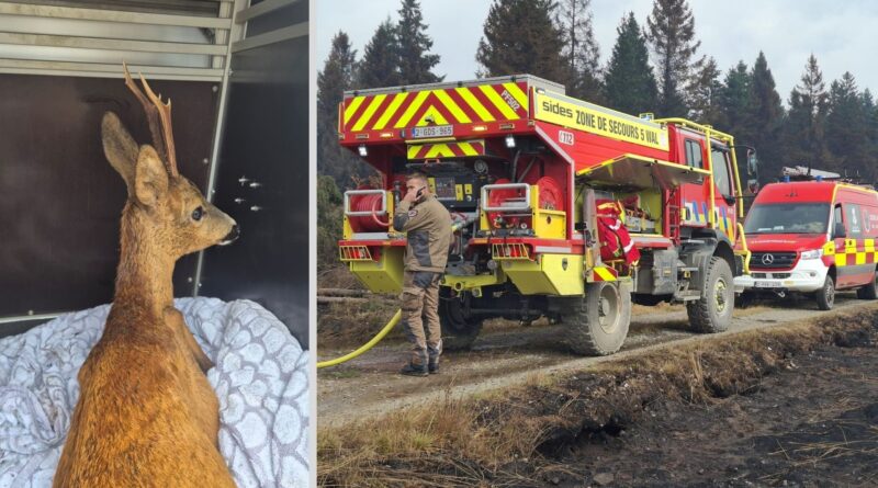 Un brocard blessé trouvé par les pompiers dans les Hautes Fagnes, touchées par les incendies.