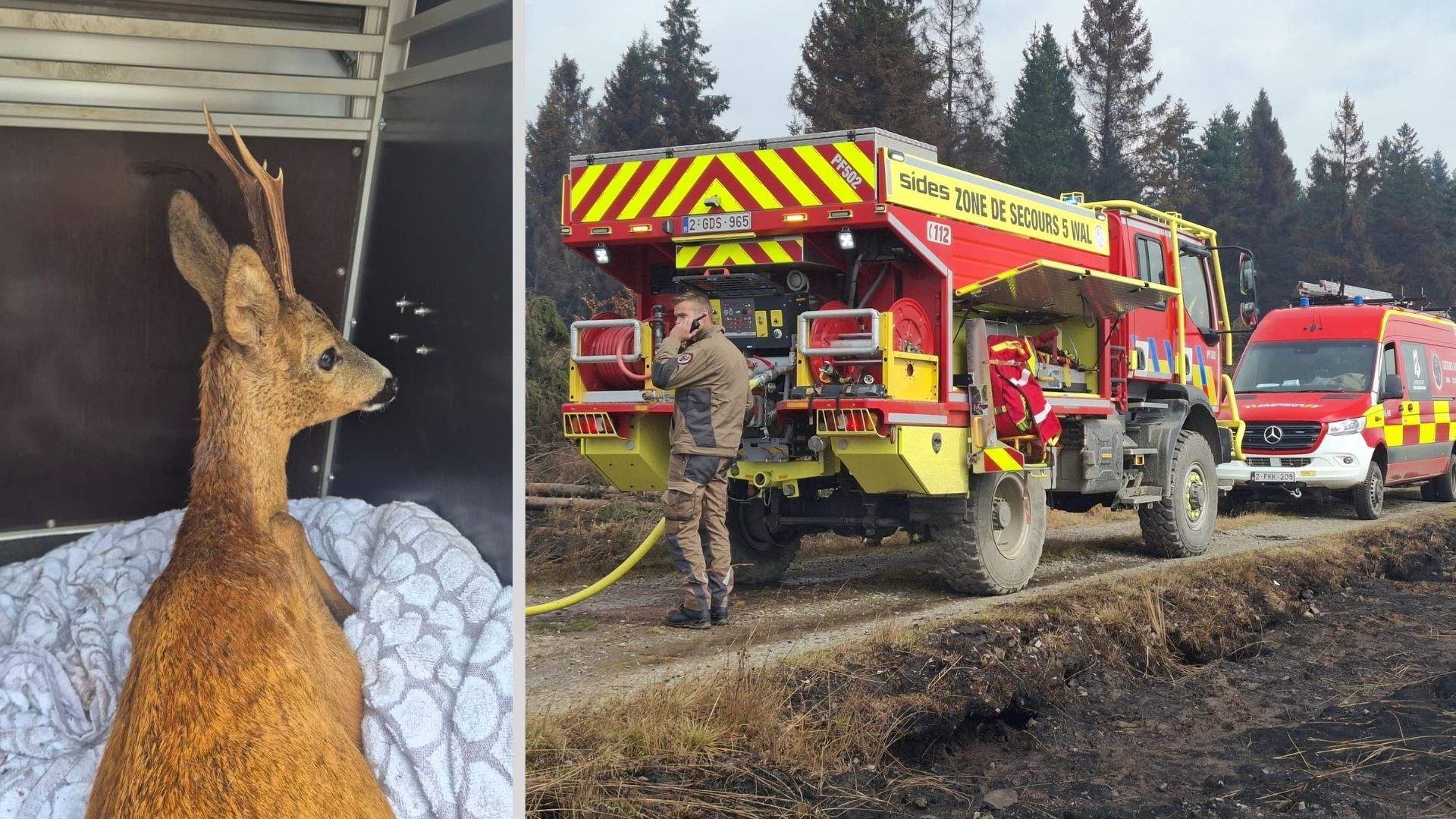 Un brocard blessé trouvé par les pompiers dans les Hautes Fagnes, touchées par les incendies.