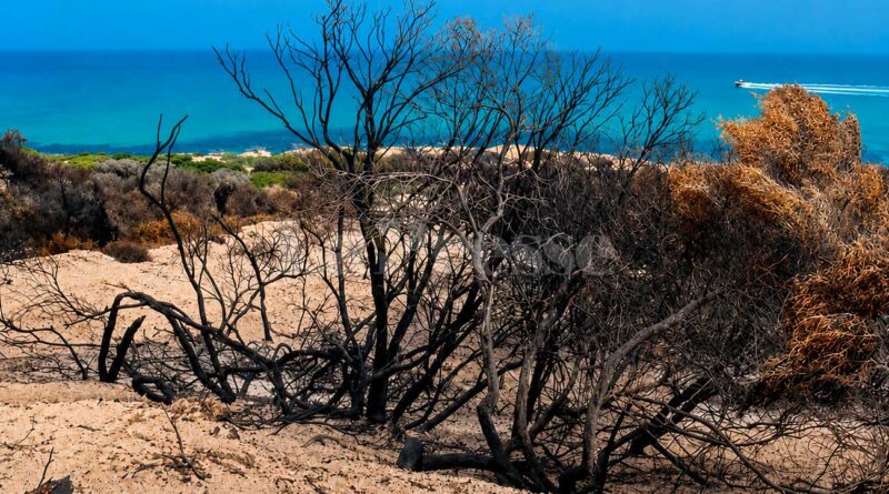 Un plan d’action d’urgence pour revitaliser la forêt de Ghar El Melh.