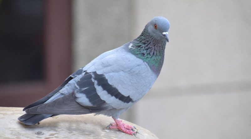 Une application propose d’envoyer des messages avec un (faux) pigeon voyageur.