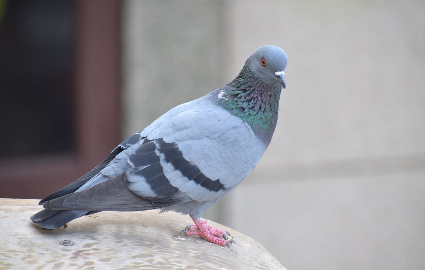 Une application propose d’envoyer des messages avec un (faux) pigeon voyageur.