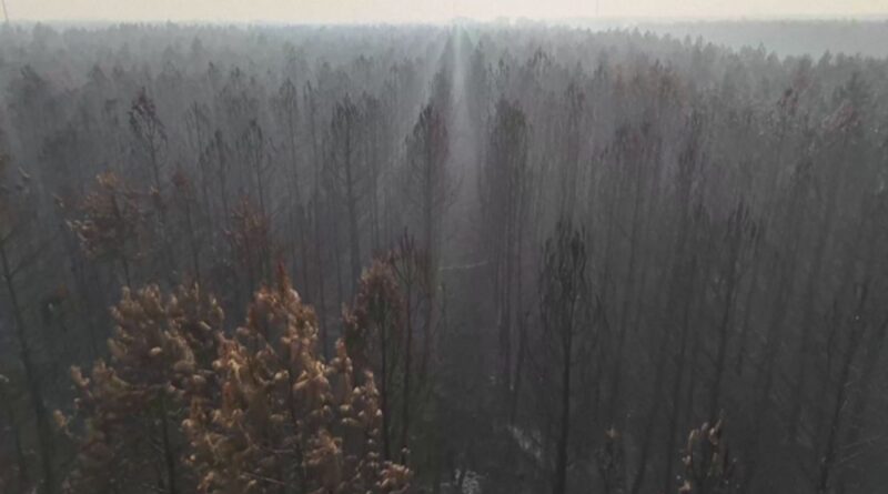 "Une forêt n’est pas morte : préparer nos massifs aux mégafeux futurs"