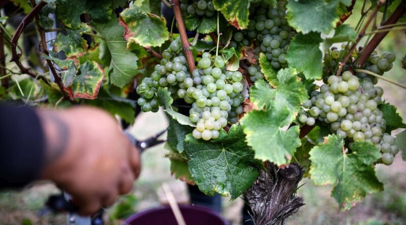Vendanges 2026 : Bordeaux, Champagne et Beaujolais, précocité « jamais connue »