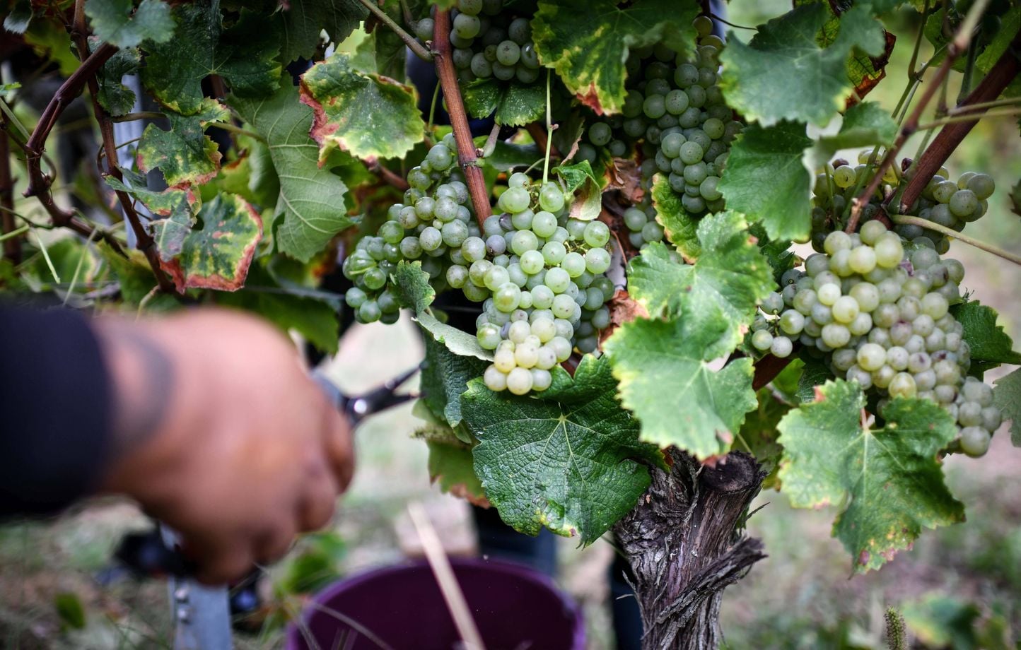 Vendanges 2026 : Bordeaux, Champagne et Beaujolais, précocité « jamais connue »