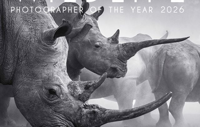 Wildlife Photographer of the Year 2026 : Photos d'attaque de crapaud et ours dans une piscine.