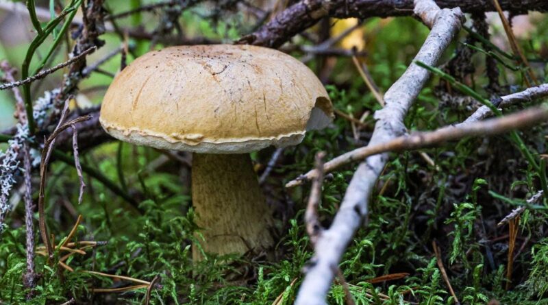 Canicule et sécheresse : pourra-t-on cueillir des champignons cet automne
