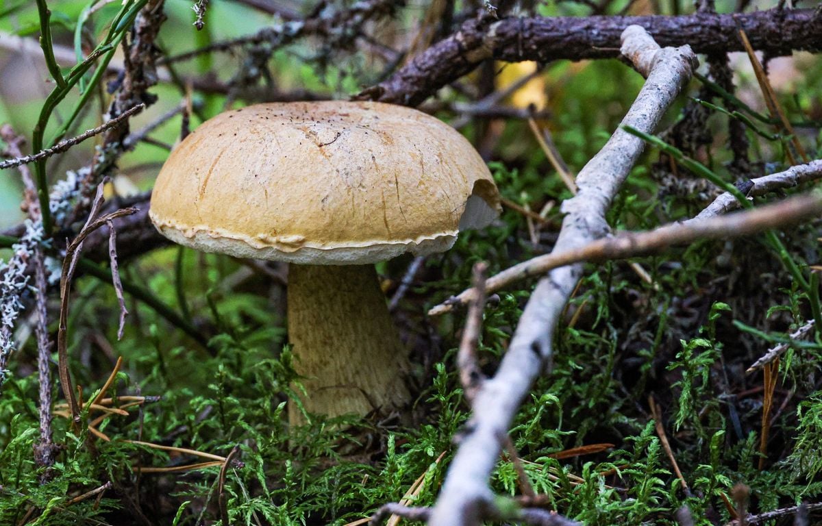 Canicule et sécheresse : pourra-t-on cueillir des champignons cet automne