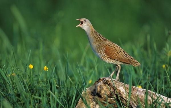 « C’est quasiment fini »… L’oiseau au chant emblématique disparaît du pays
