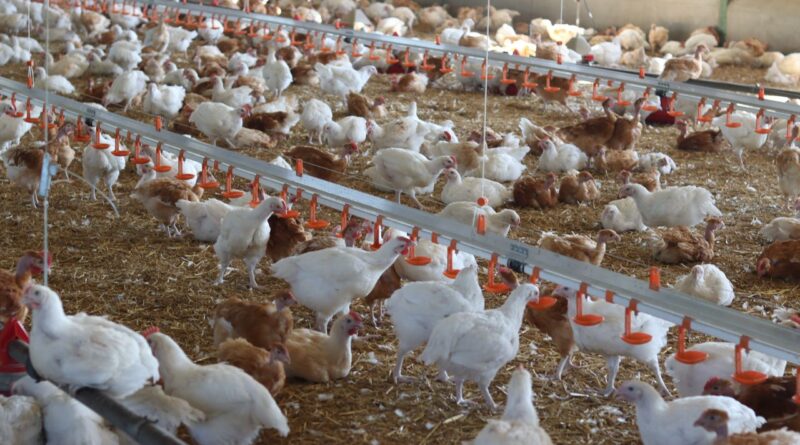 Élevage avicole : mortalité atteignant 100% dans certaines unités après la chaleur