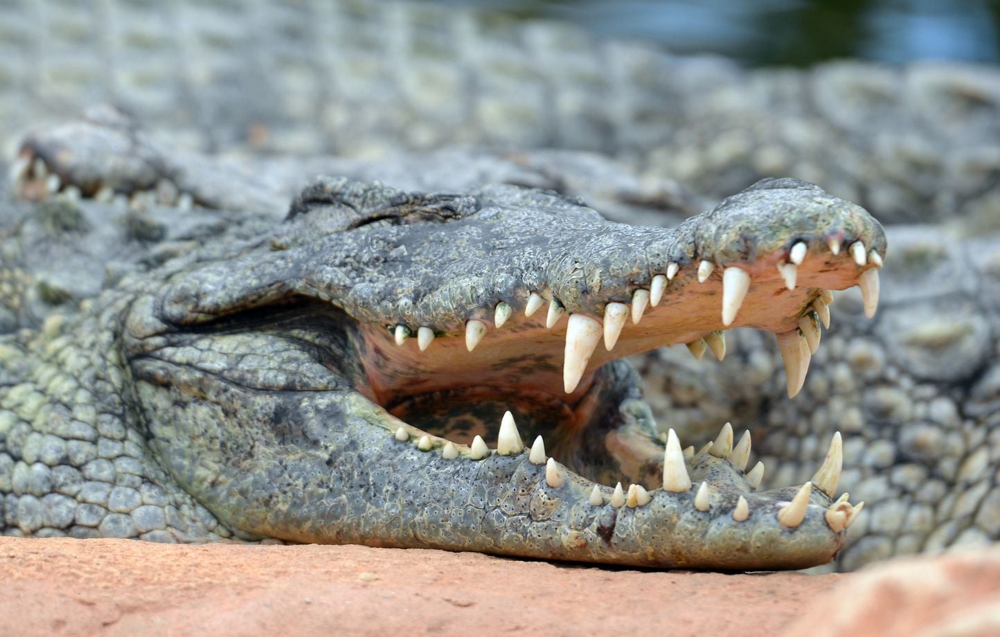 Italie : Voyageur arrêté à l’aéroport avec un crâne de crocodile dans ses valises