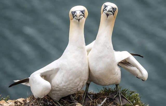 Oiseaux protégés en France : Lagopède alpin, grand tétras, macareux ne peuvent pas être chassés