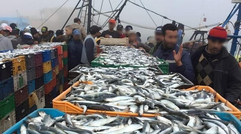 Port de Laâyoune : +85 % des débarquements de sardines en 2026