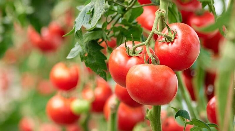 Prix des tomates : l'interdiction d'exportation vers l'Afrique n'affecte pas le marché local