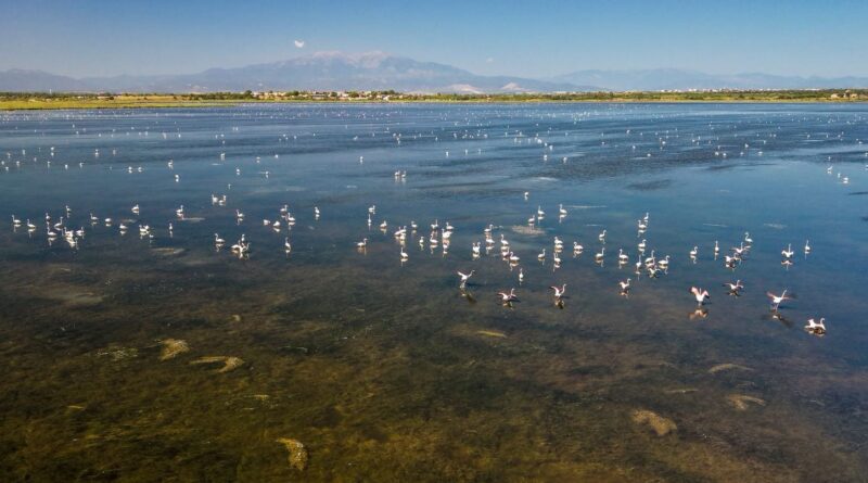 Pyrénées-Orientales : 11.000 flamants roses à Canet-en-Roussillon, « une année record »