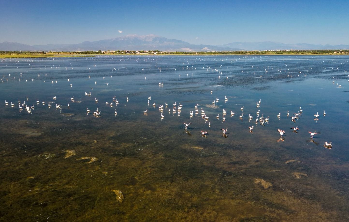 Pyrénées-Orientales : 11.000 flamants roses à Canet-en-Roussillon, « une année record »