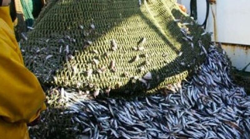 Réchauffement des eaux et flambée du carburant : La filière sardinière marocaine en difficulté