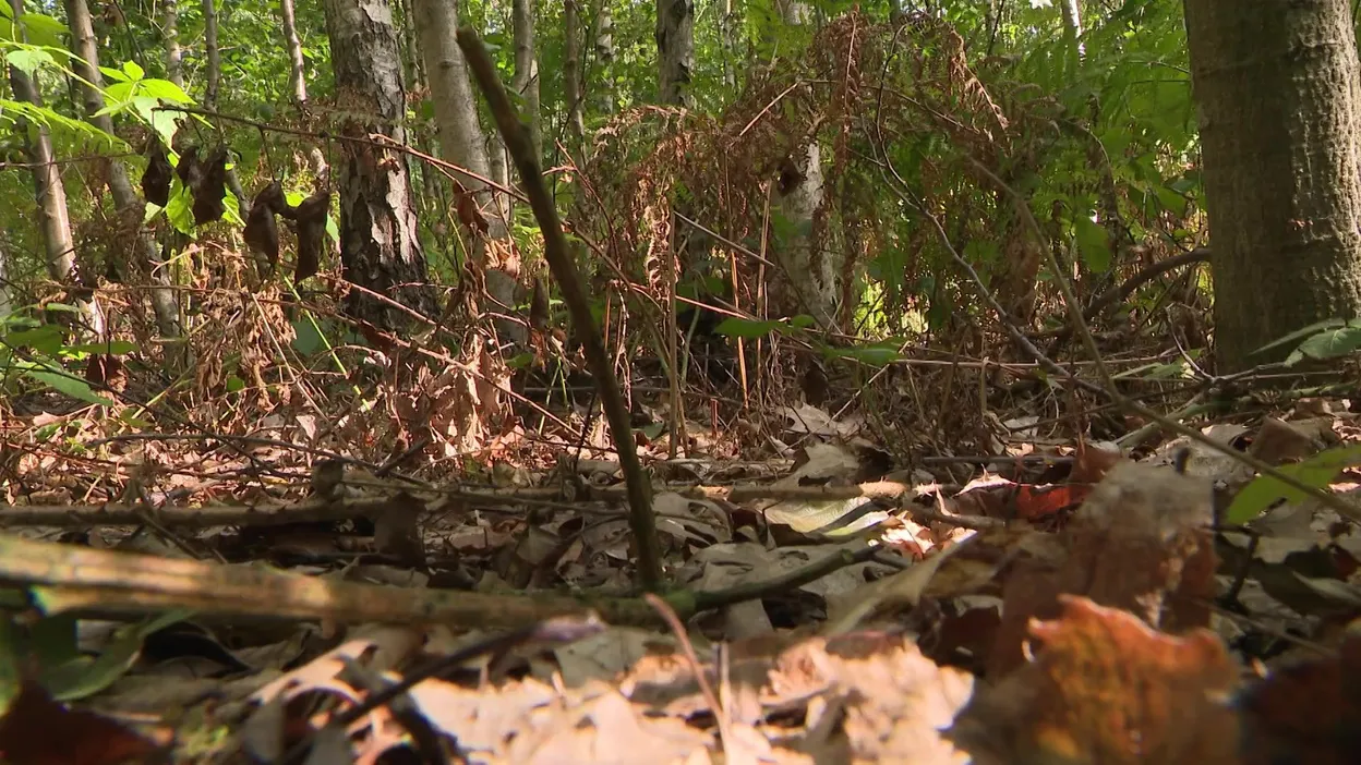 Sécheresse : un nombre réduit de champignons affecte la forêt entière.