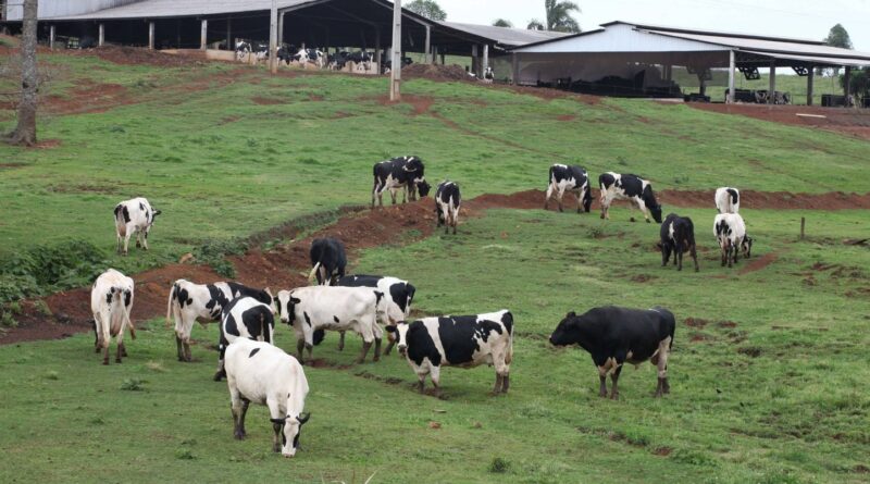 Suspension de l'importation de viande brésilienne par l'Union européenne : pourquoi ?