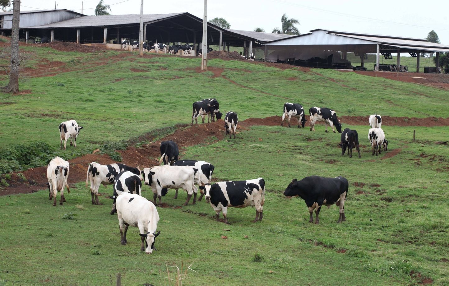 Suspension de l'importation de viande brésilienne par l'Union européenne : pourquoi ?