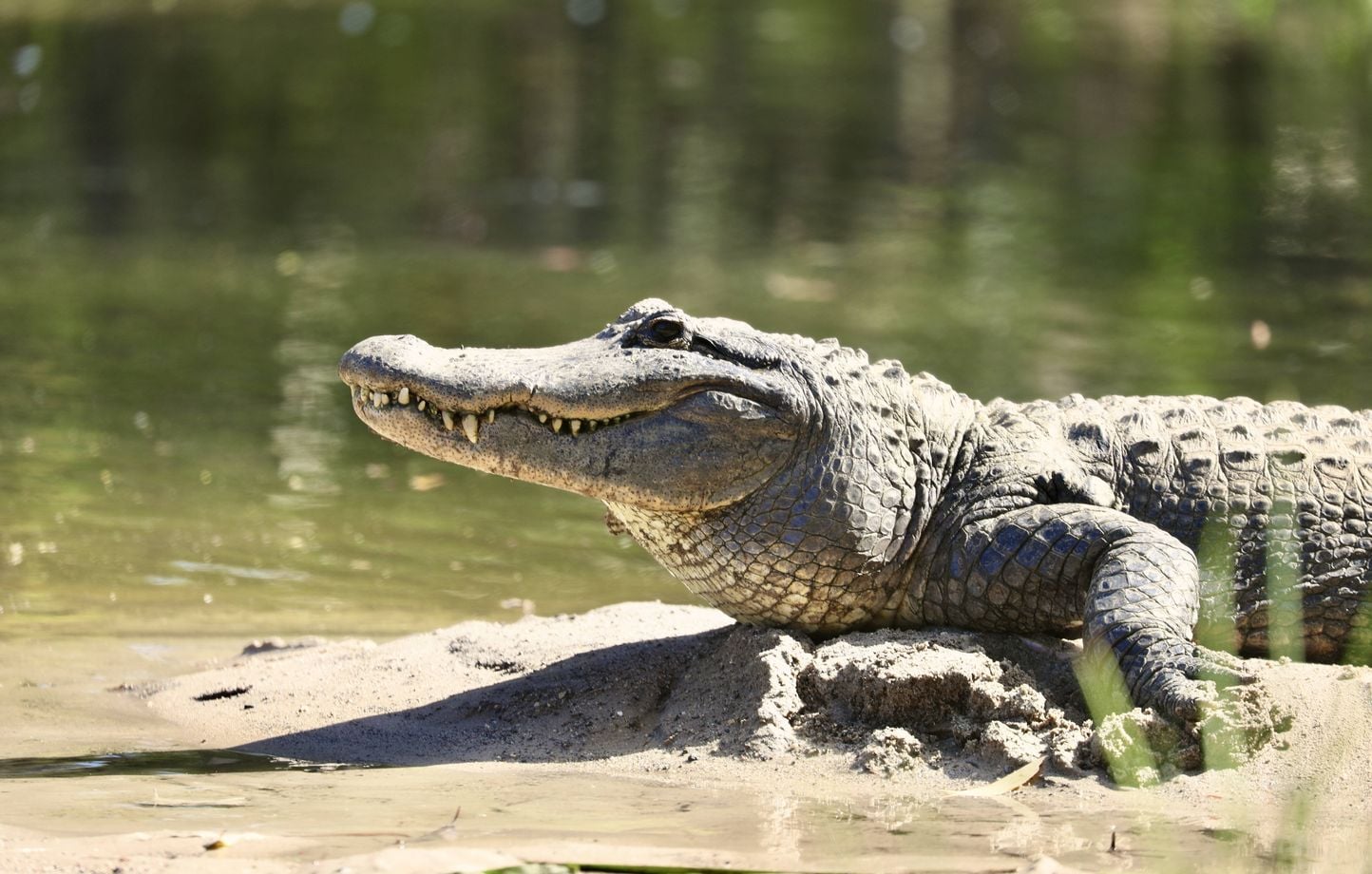 Un enfant attaqué par un alligator lors d'une baignade aux États-Unis
