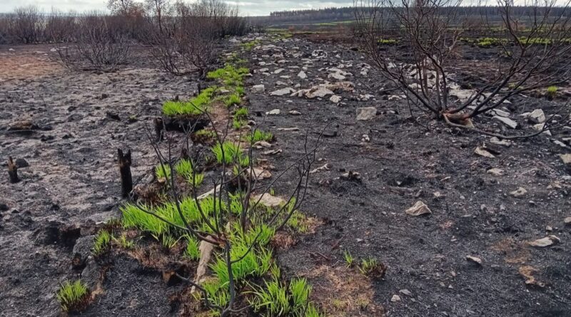 Un incendie dans les Hautes Fagnes révèle une route mérovingienne