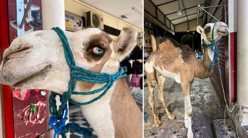 Un jeune chameau de Téboulba sauvé de l'abattage par sa beauté rare