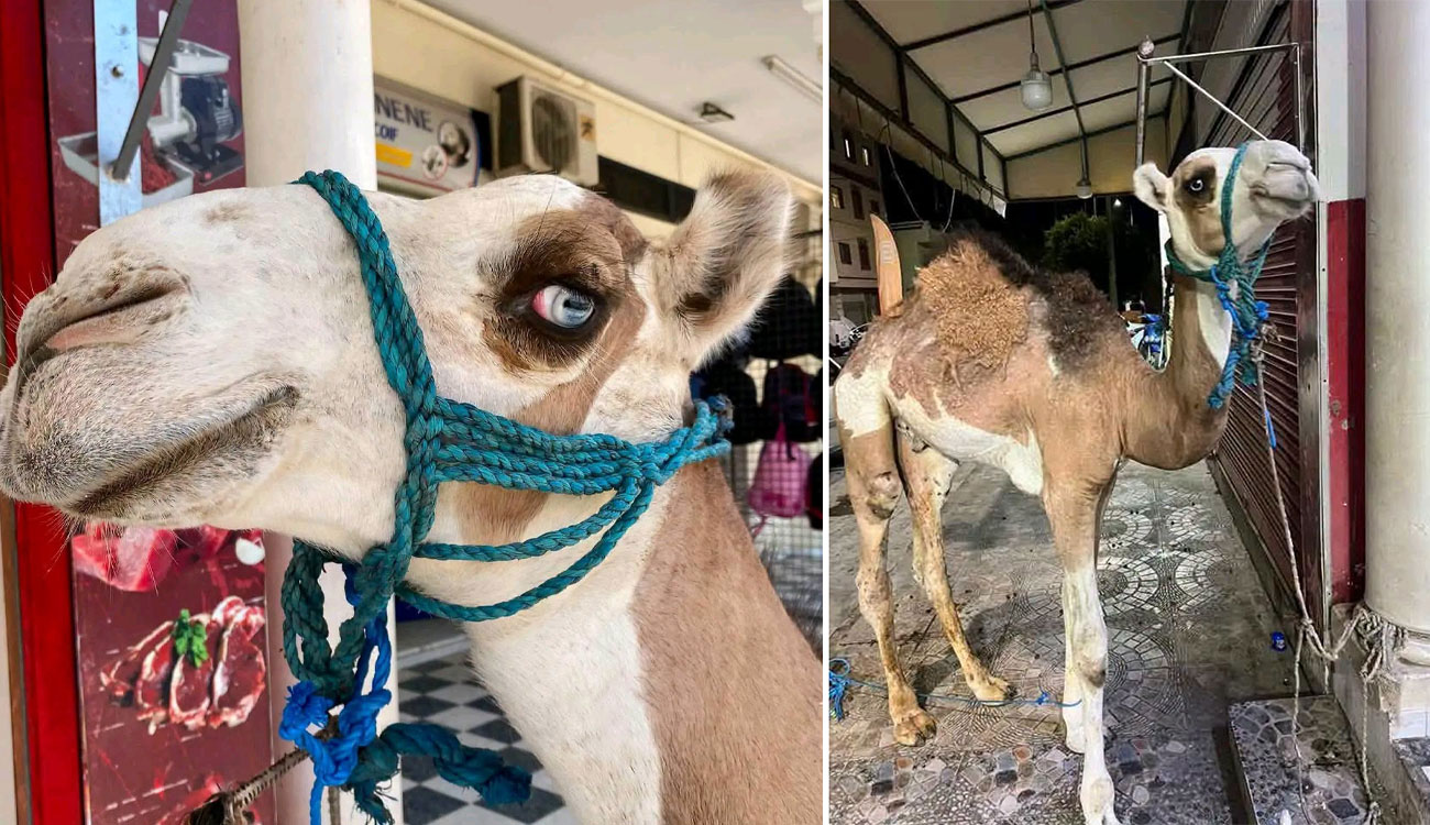 Un jeune chameau de Téboulba sauvé de l'abattage par sa beauté rare