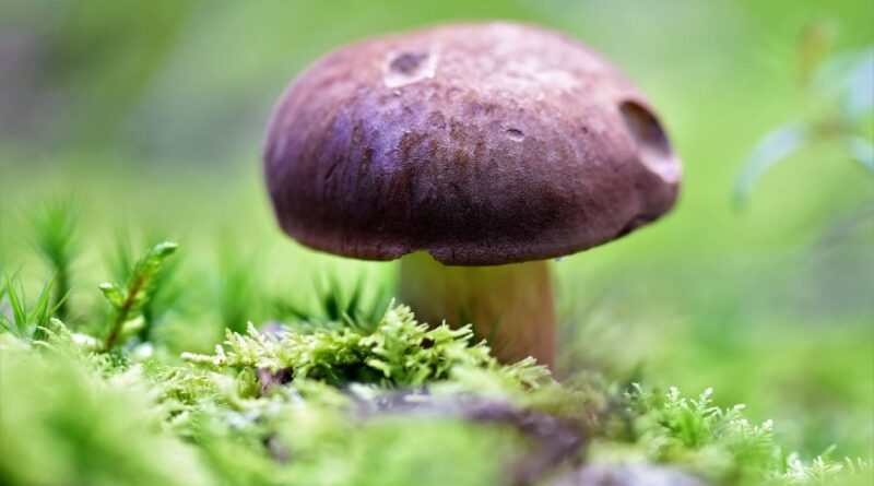 Une Australienne inhumée dans un cercueil en champignons se décompose en 45 jours.