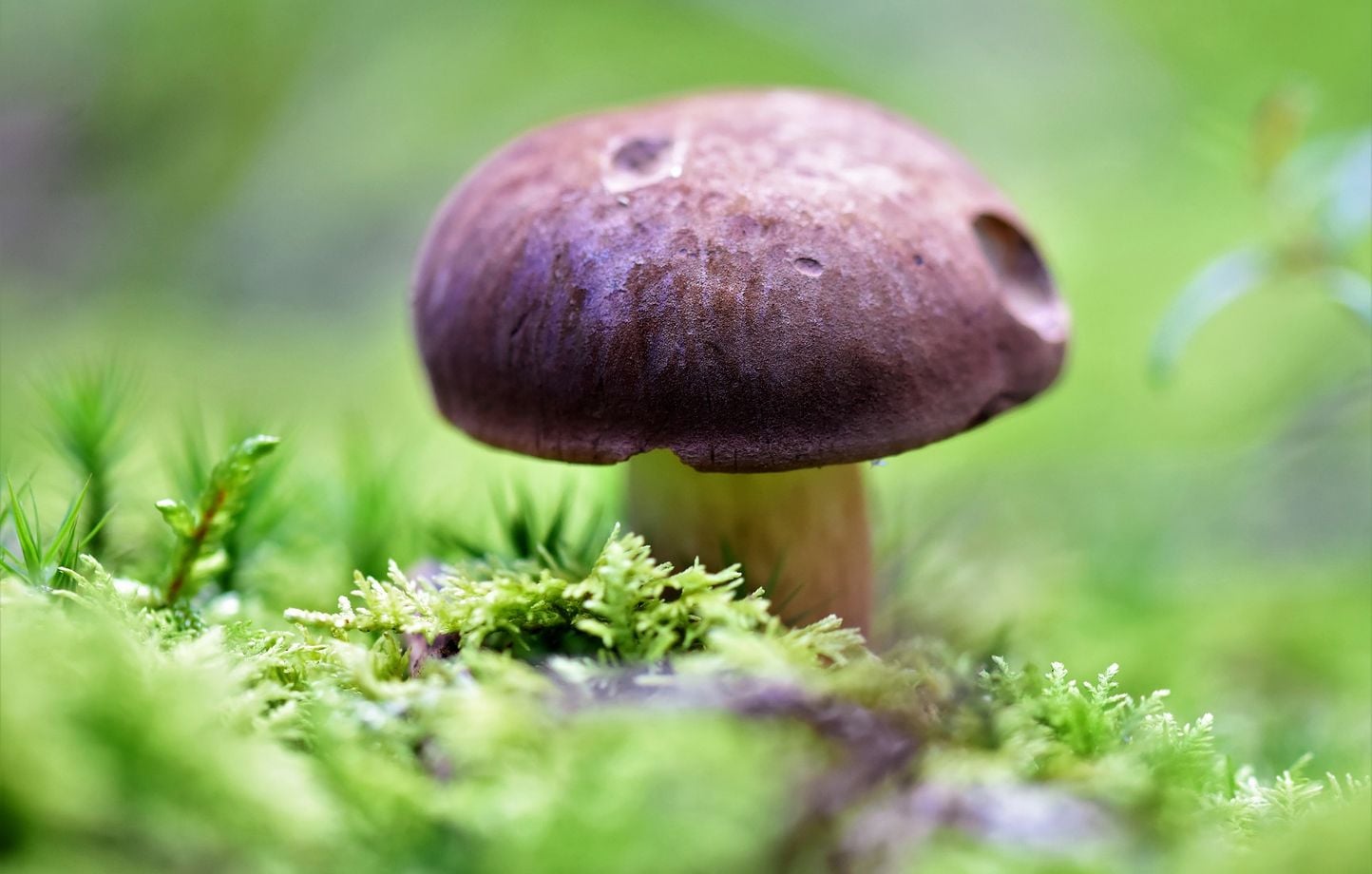 Une Australienne inhumée dans un cercueil en champignons se décompose en 45 jours.