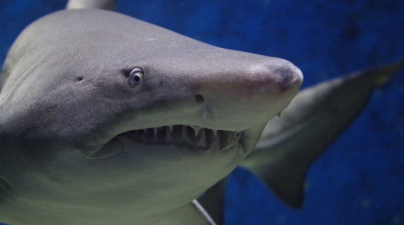 « Une Australienne miraculée après une attaque de requin : "Je me suis battue pour m’en sortir" »