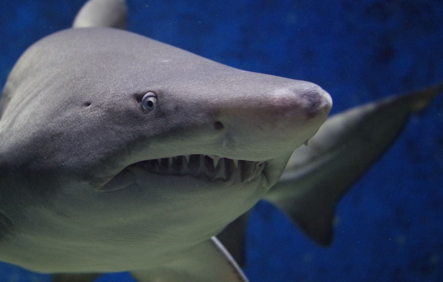 « Une Australienne miraculée après une attaque de requin : "Je me suis battue pour m’en sortir" »