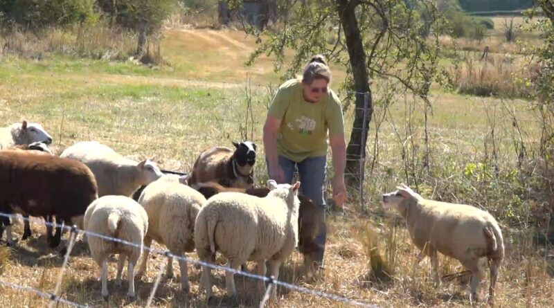 Une éleveuse de Bullange utilise des chiens pour protéger ses moutons du loup.